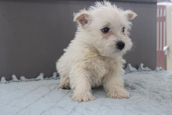 West Highland White Terrier (M-N) 5302 Image #2