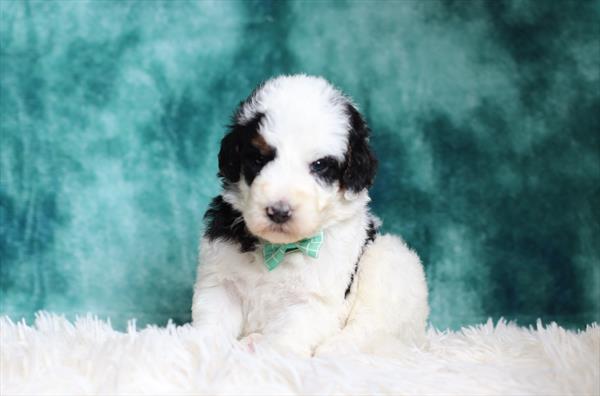 Bernedoodle (M) 5329 Image #2