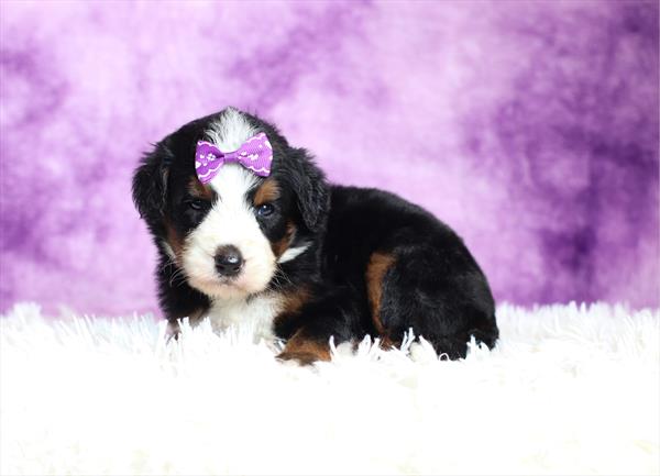 Bernedoodle (M) 1944 Image #2
