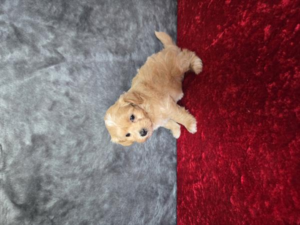 Maltipoo (F) 1932 Image #2