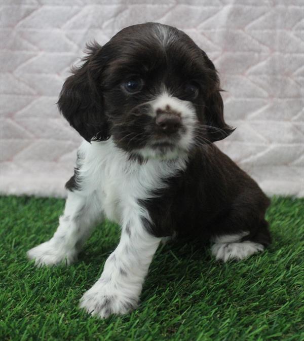 Cocker Spaniel (F) 5323 Image #2