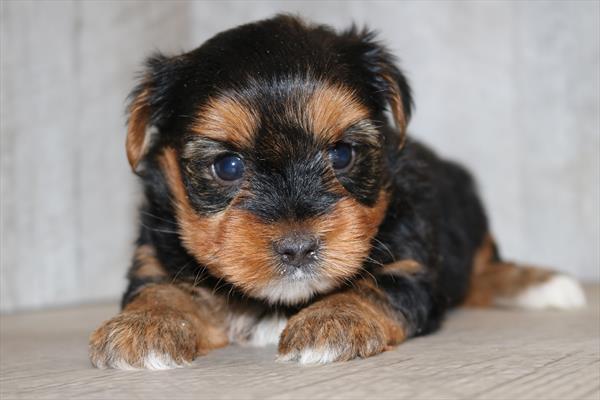 Yorkshire Terrier (M) 1935 Image #2