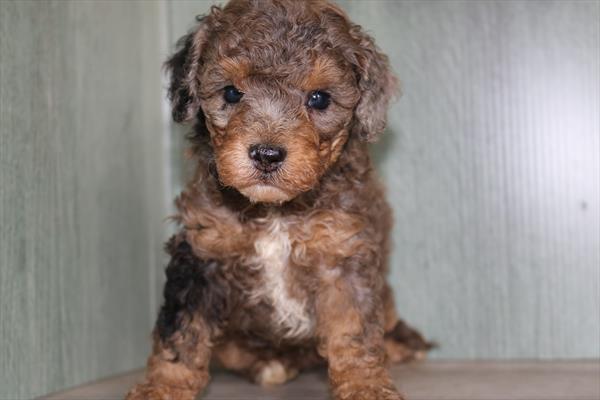 Bichapoo (F) 5342 Image #1