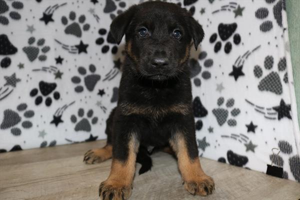 German Shepherd Dog (M) 1930 Image #2