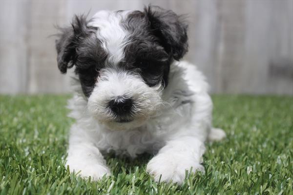 Maltipoo (M) 5325 Image #2