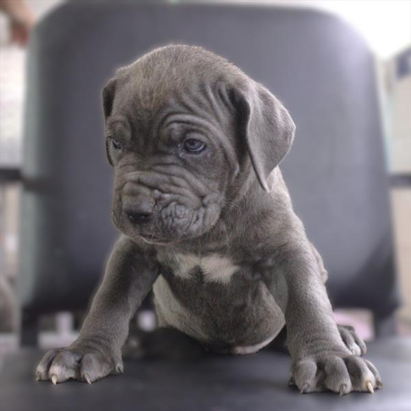 Neapolitan Mastiff (M) 5326 Image #2
