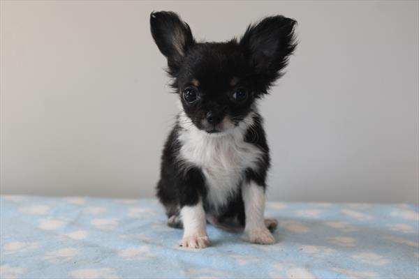 Chihuahua (M) 5330 Image #2