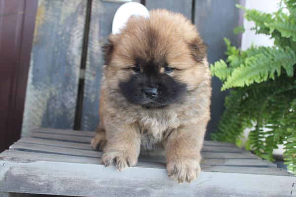 Chow Chow (F) 1947 Image #2