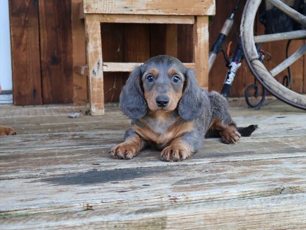 Dachshund (F) 5306 Image #2