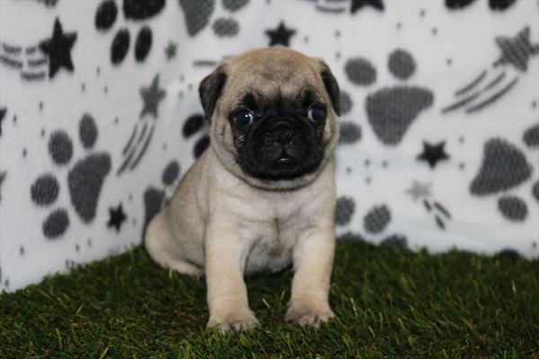 Pug (F) 5345 Image #1