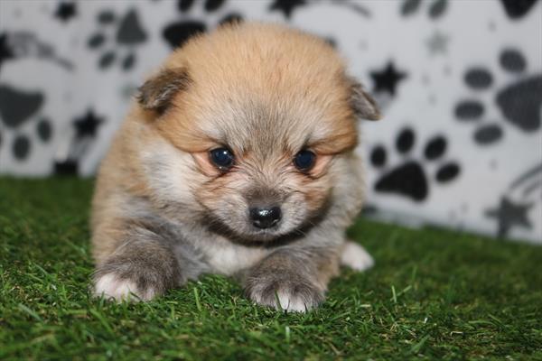 Pomeranian (M-N) 5344 Image #1