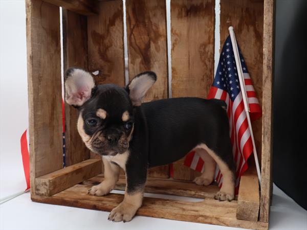 French Bulldog (F) 5305 Image #2
