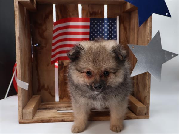 Pomeranian (M) 5304 Image #2
