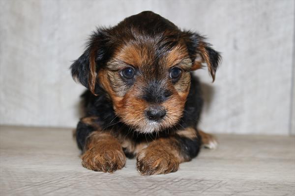 Morkie (F) 1936 Image #2