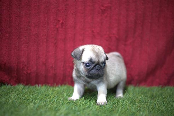 Pug (M) 5334 Image #2