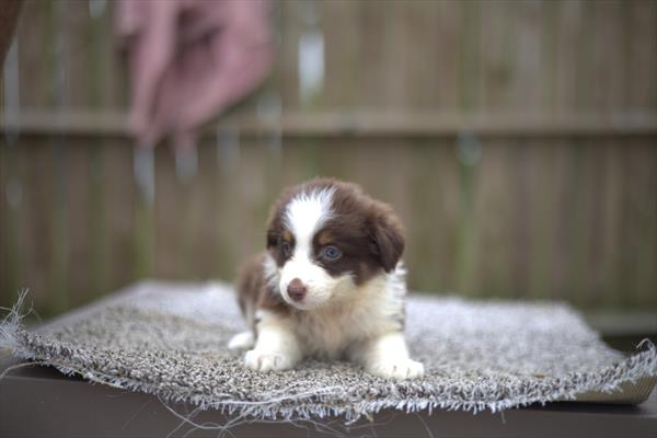 Miniature Australian Shepherd (F) 1949 Image #2