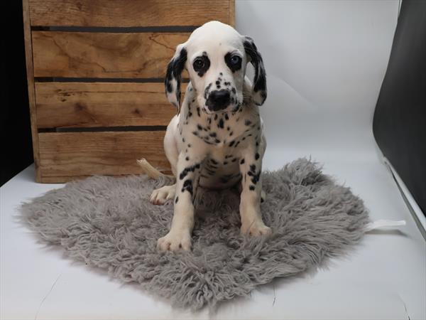 Dalmatian (F) 5315 Image #2