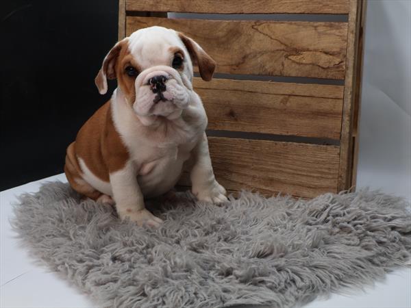 English Bulldog (M) 5316 Image #1