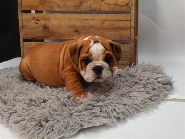 English Bulldog (M) 1926 Image #1