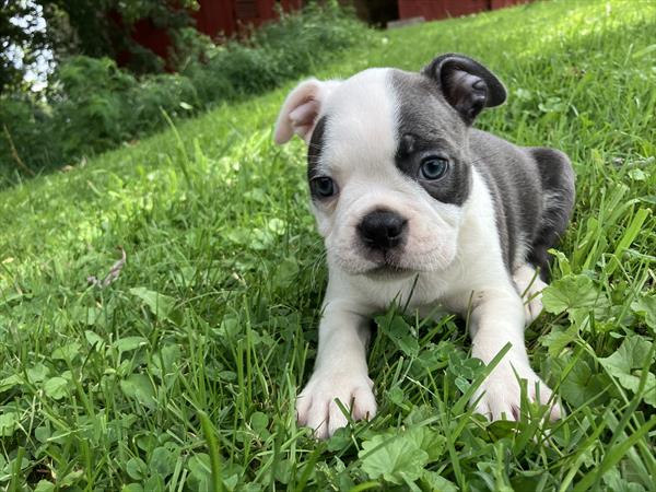 Boston Terrier (F) 5322 Image #2