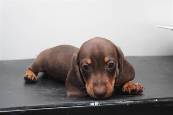 Dachshund (M) 5331 Image #2