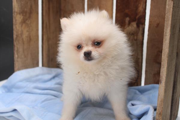 Pomeranian (F) 1950 Image #2