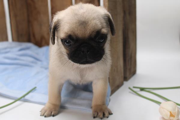 Pug (M) 1943 Image #2