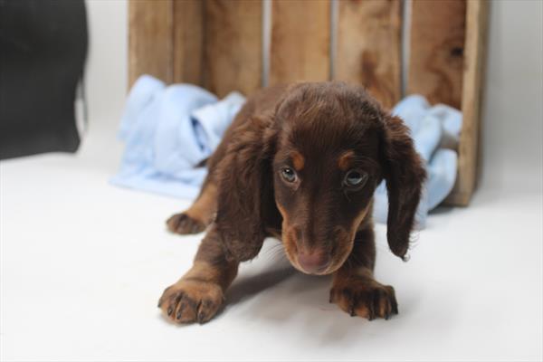 Dachshund (M) 1941 Image #2