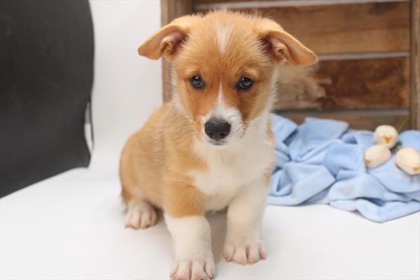 Pembroke Welsh Corgi (M) 5333 Image #2