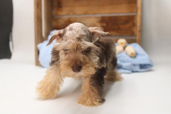 Miniature Schnauzer (F) 5332 Image #2