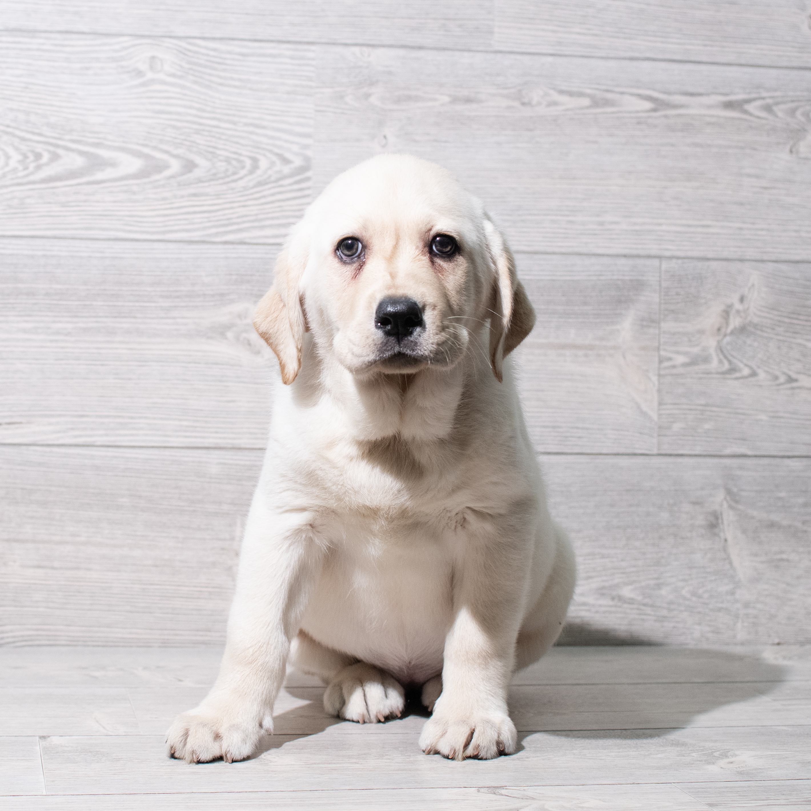 Labrador Retriever (F) 5294 Image #1