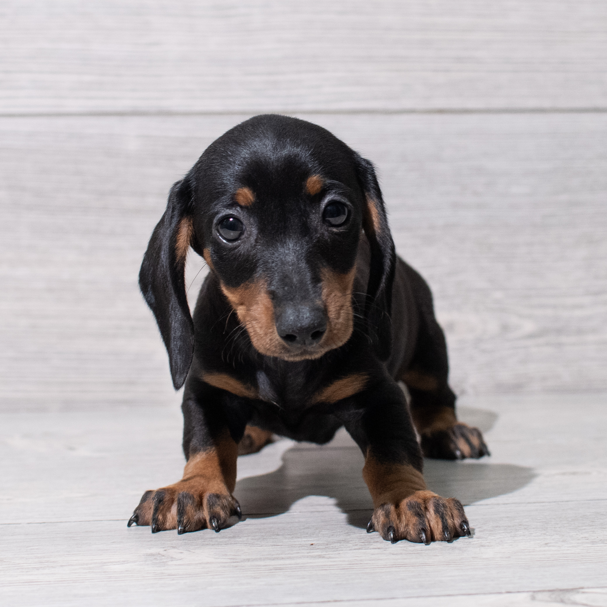 Dachshund (F) 5290 Image #1