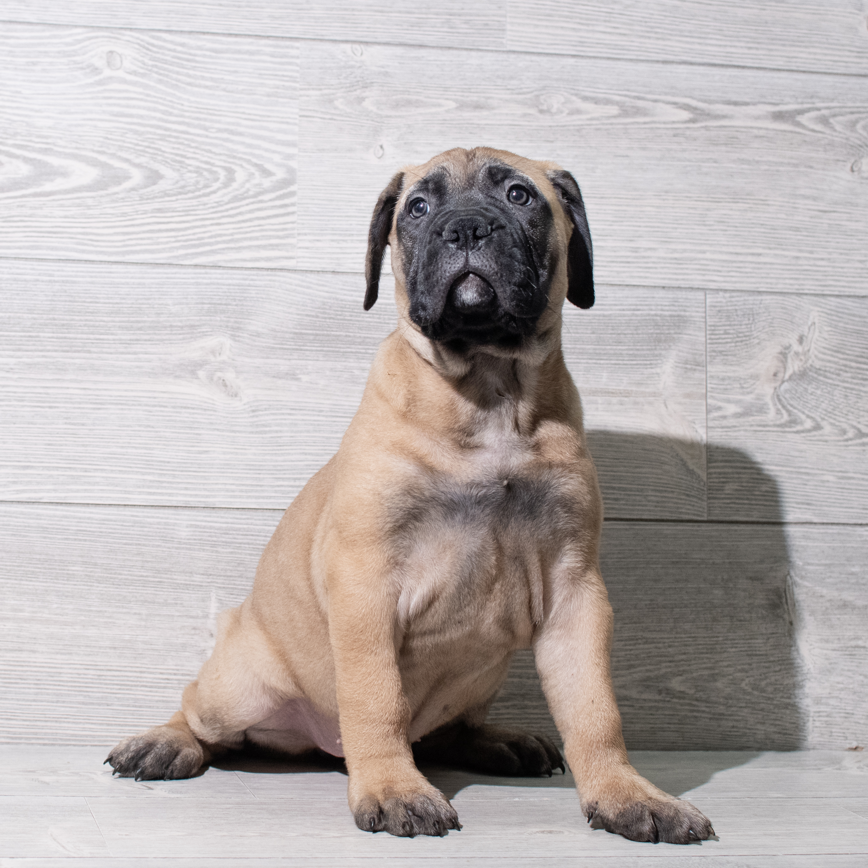 Bullmastiff (F) 5288 Image #1