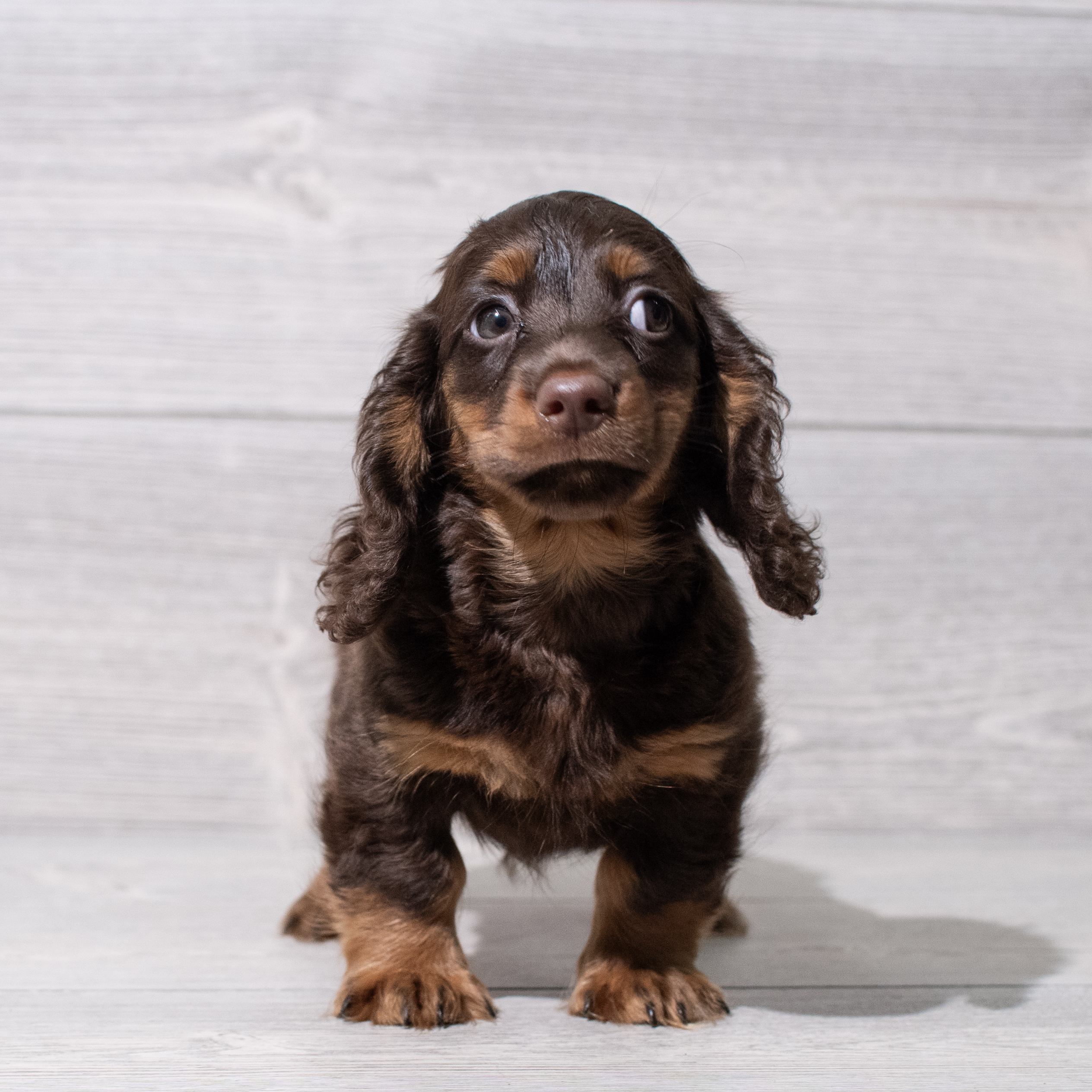 Dachshund (M) 5287 Image #1