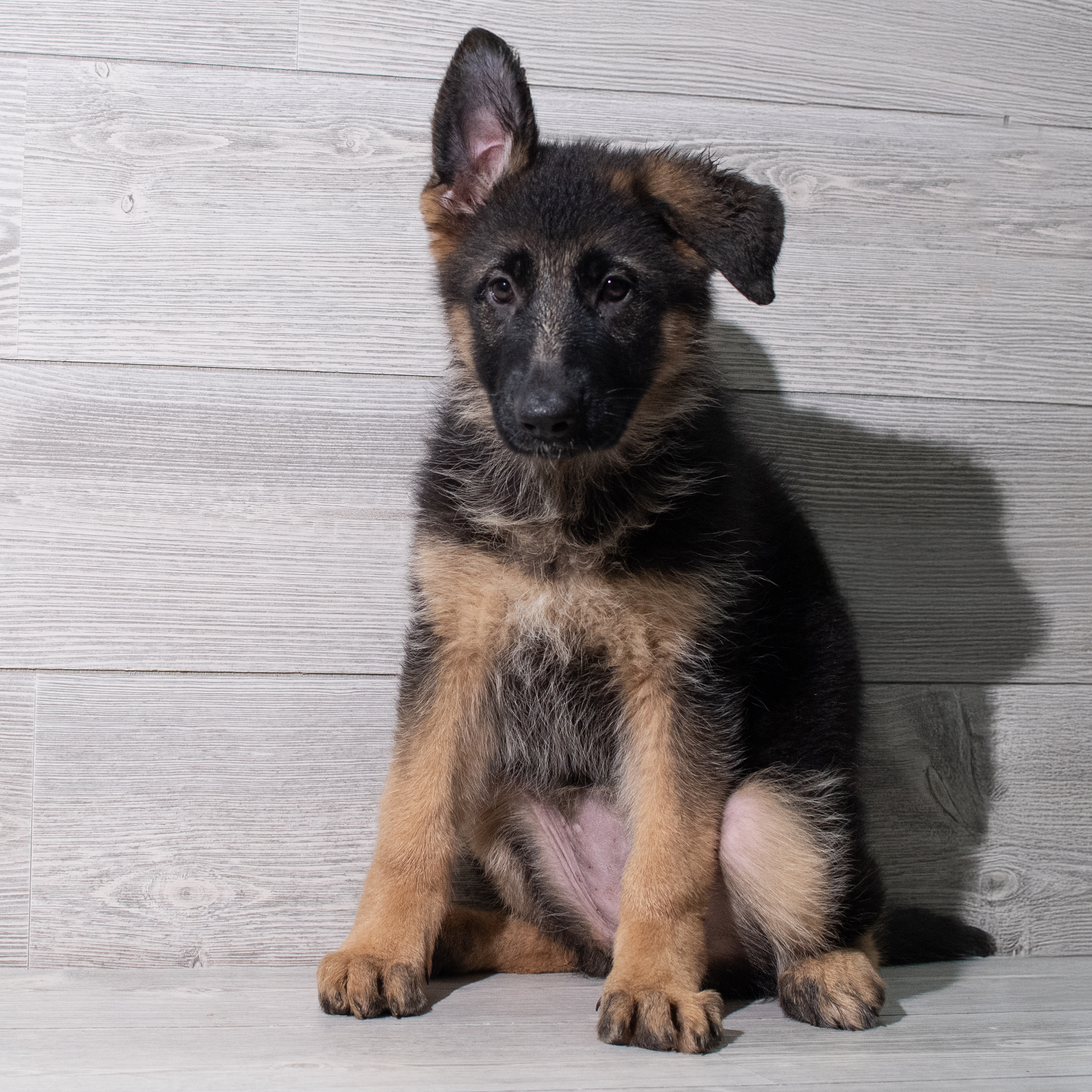German Shepherd Dog (F) 5286 Image #1