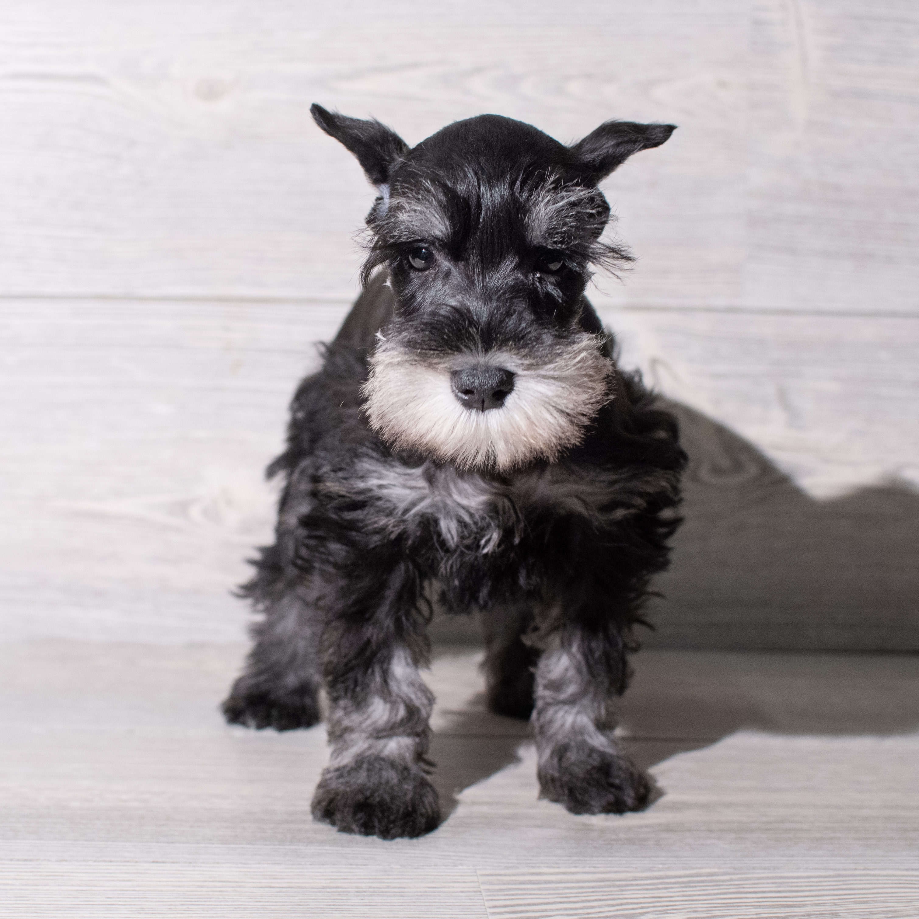 Miniature Schnauzer (F) 5296 Image #1