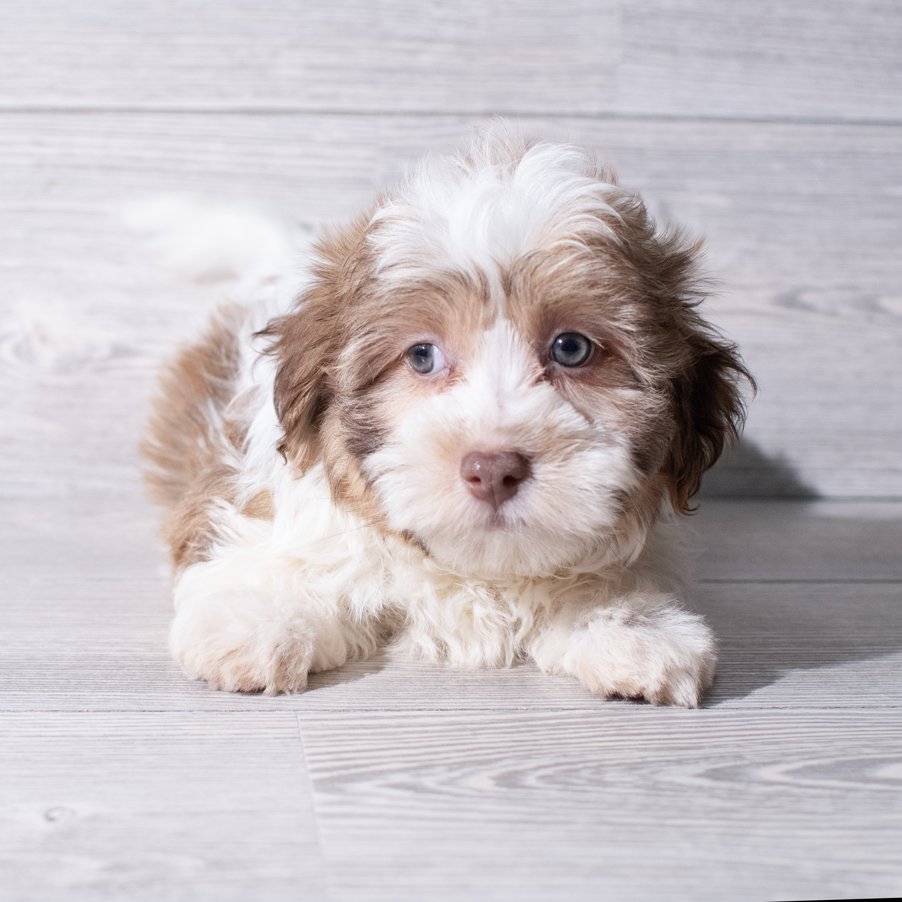 Havanese (M) 5297 Image #1