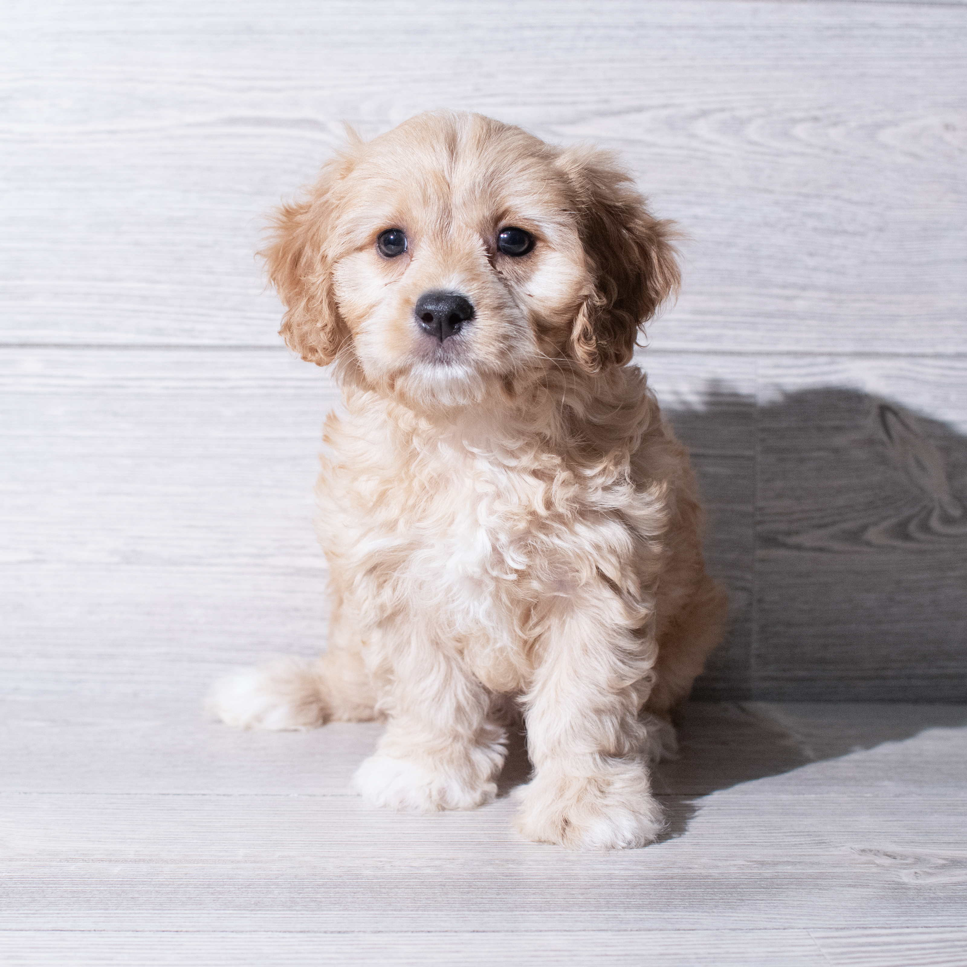 Cavachon (F) 5298 Image #1