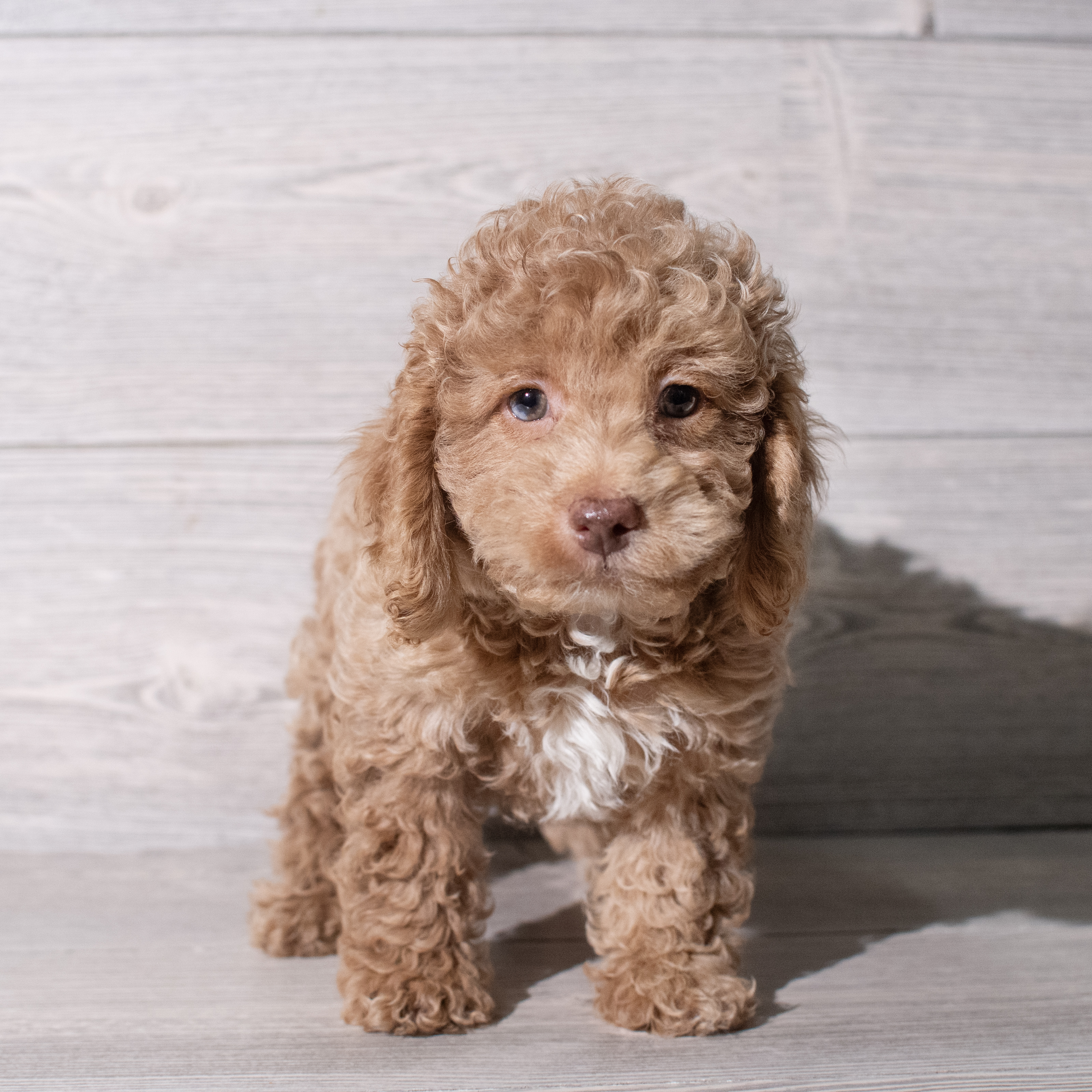 Cockadoodle (M) 5300 Image #1