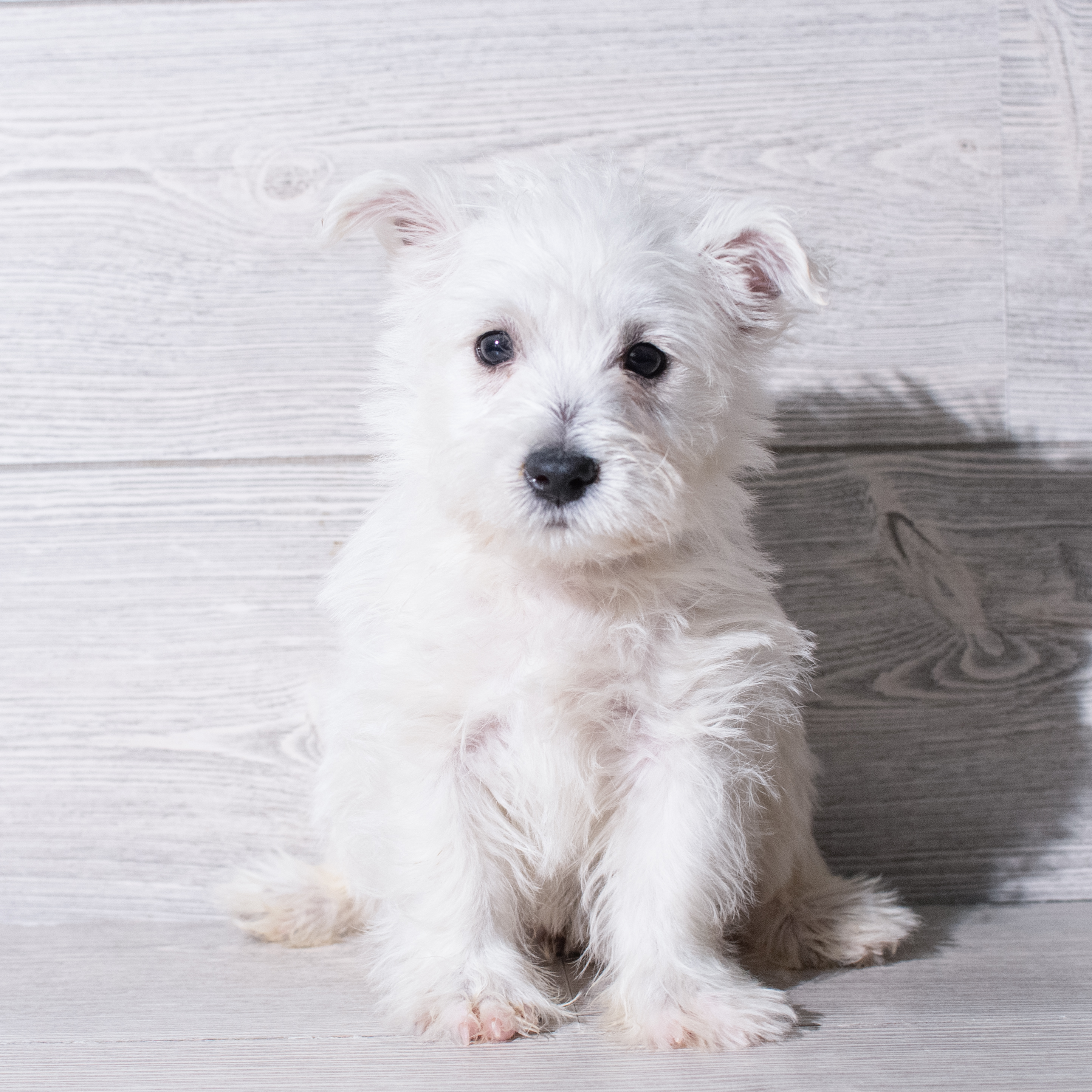 West Highland White Terrier (M-N) 5302 Image #1