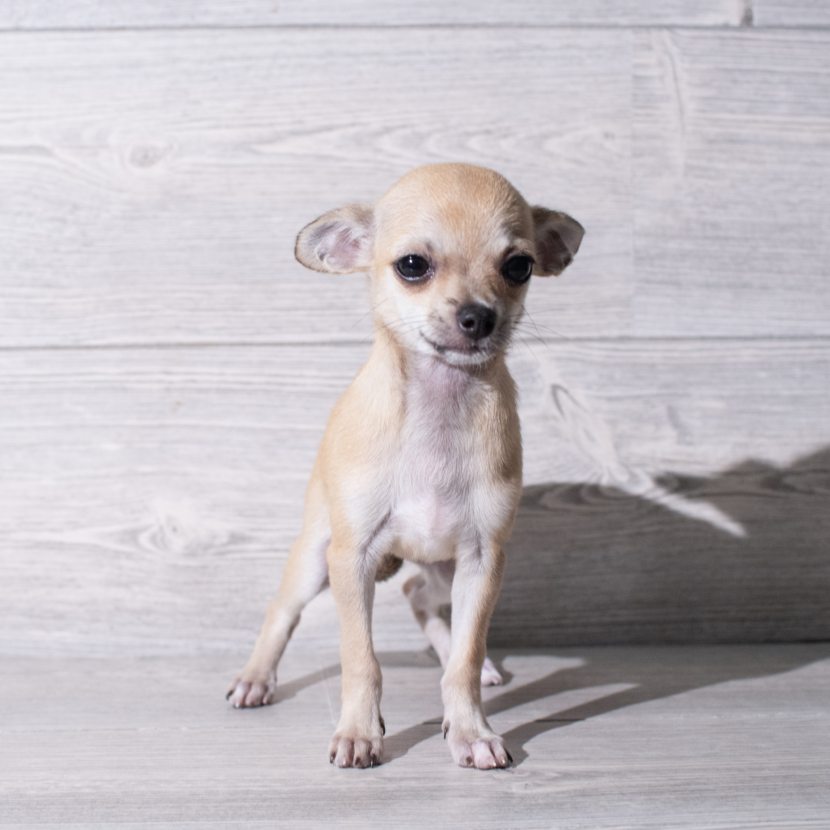 Chihuahua (F) 5301 Image #1