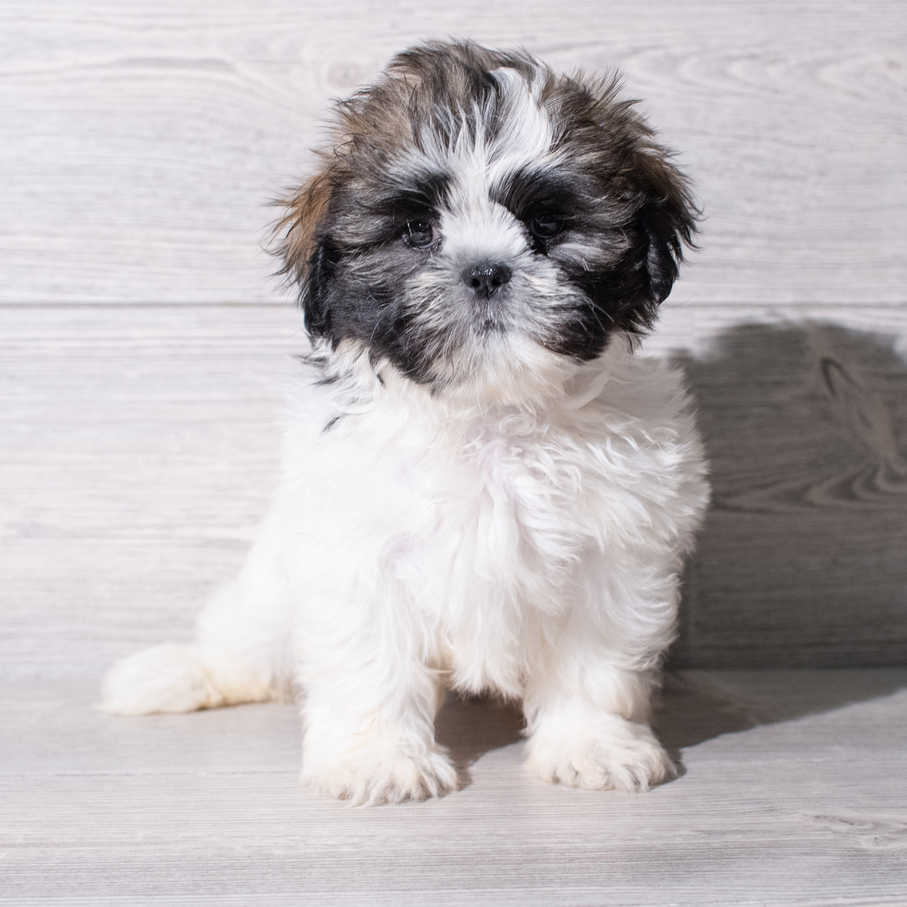 Shih Tzu (M) 5303 Image #1