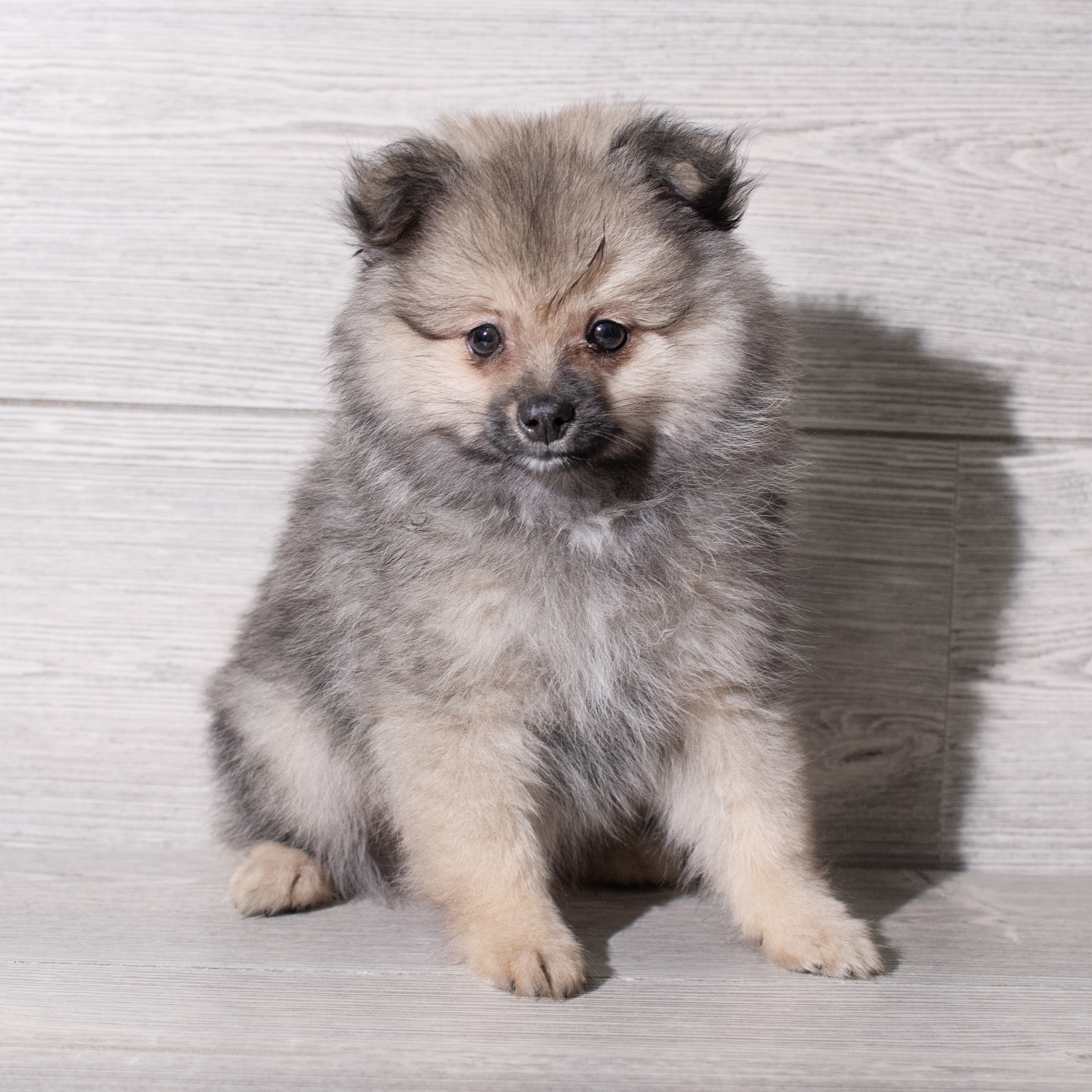 Pomeranian (M) 5304 Image #1