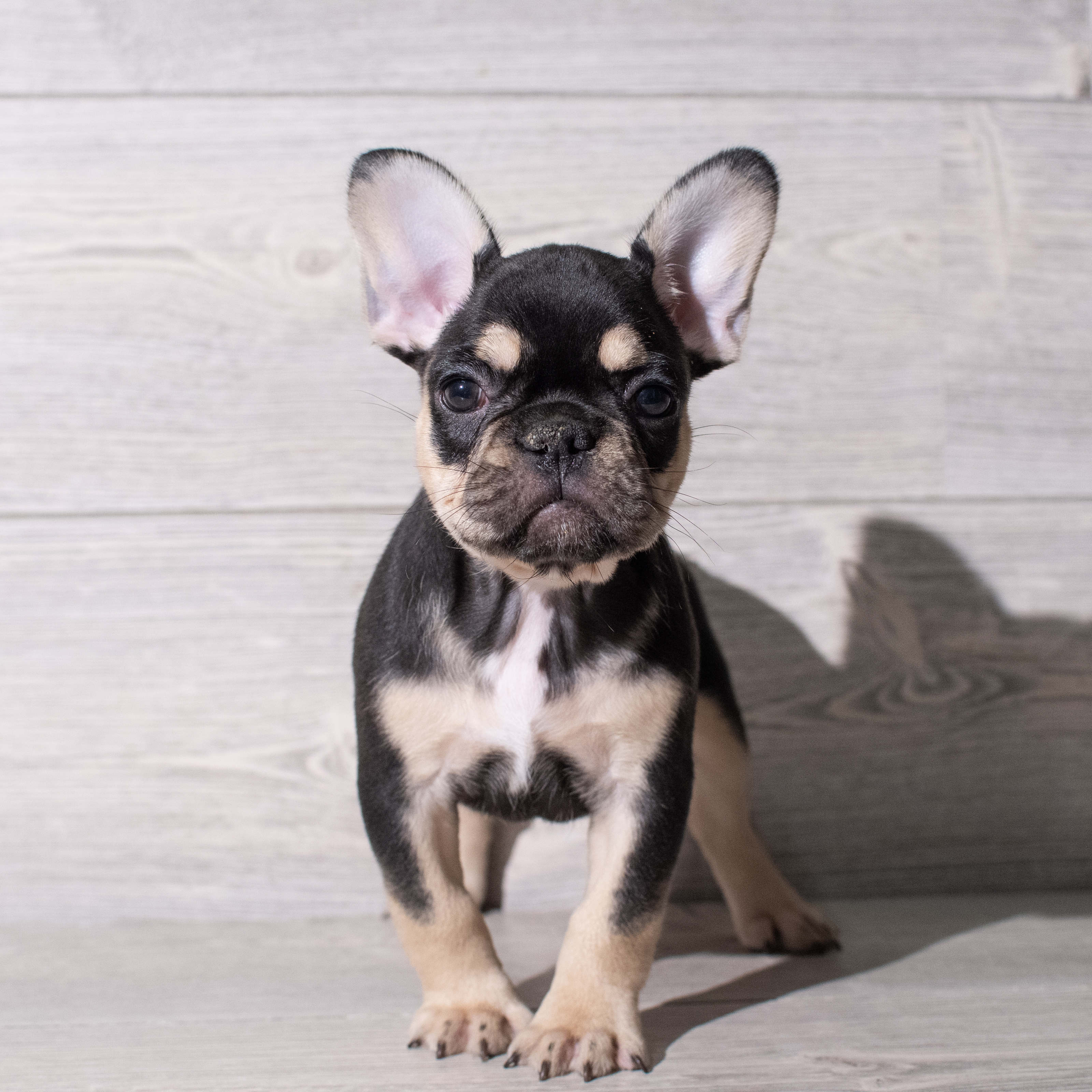 French Bulldog (F) 5305 Image #1