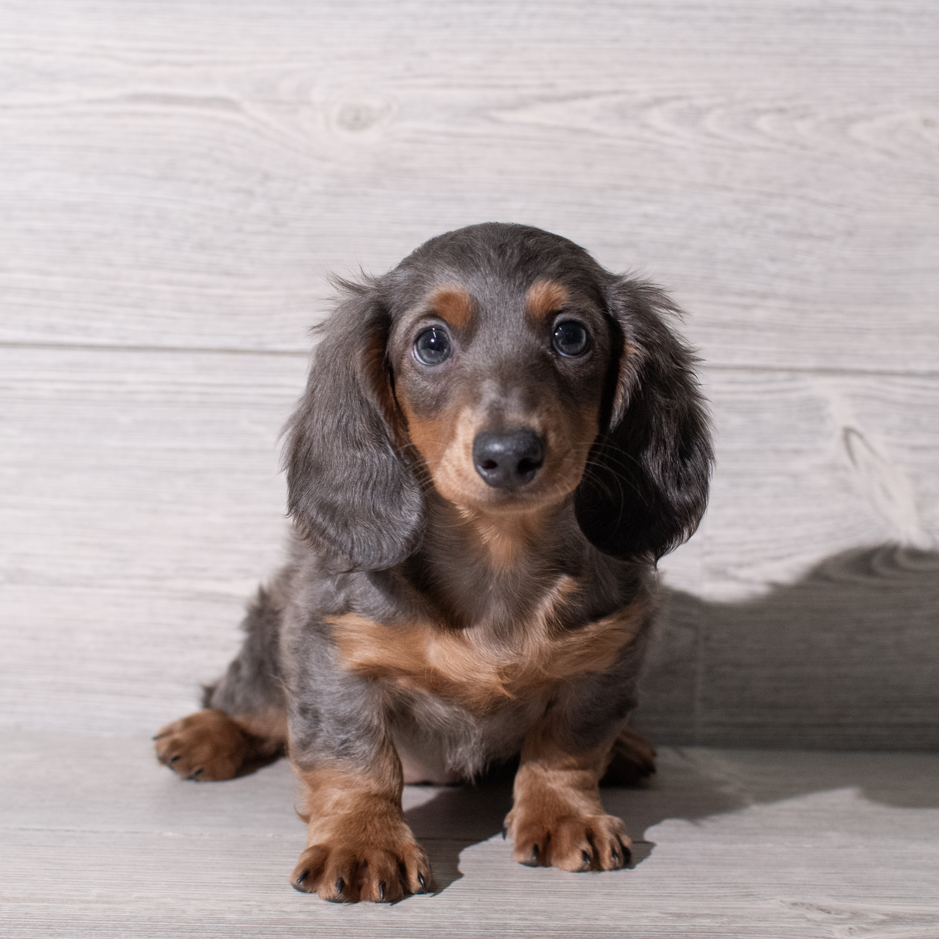 Dachshund (F) 5306 Image #1