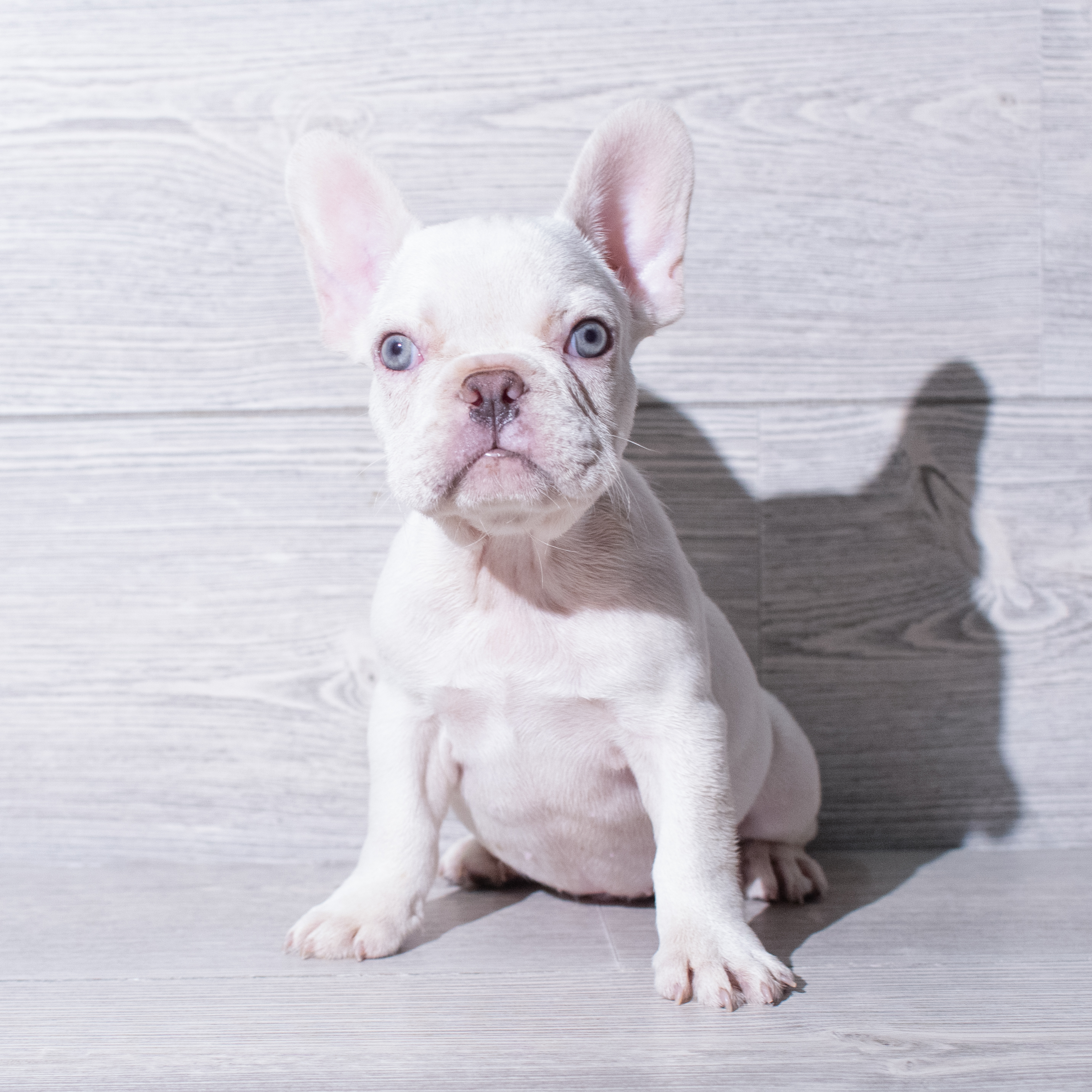 French Bulldog (M) 5307 Image #1