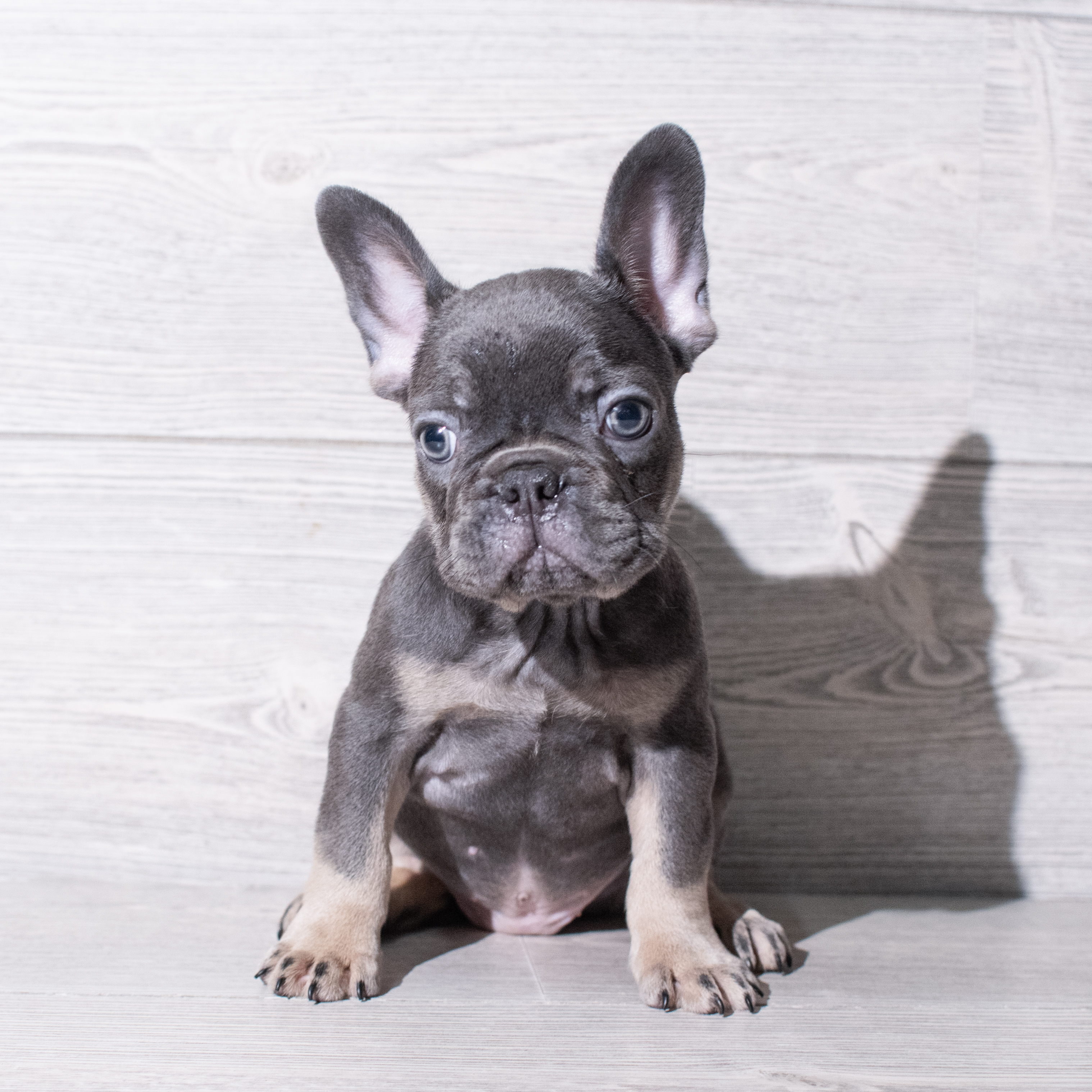French Bulldog (M) 5308 Image #1