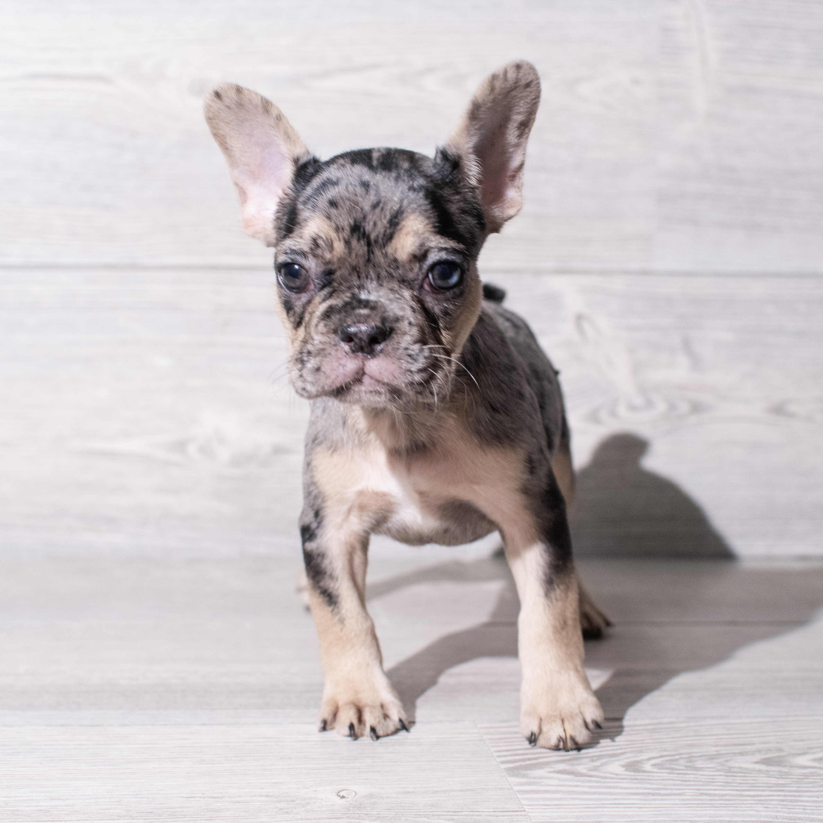 French Bulldog (F) 5309 Image #1