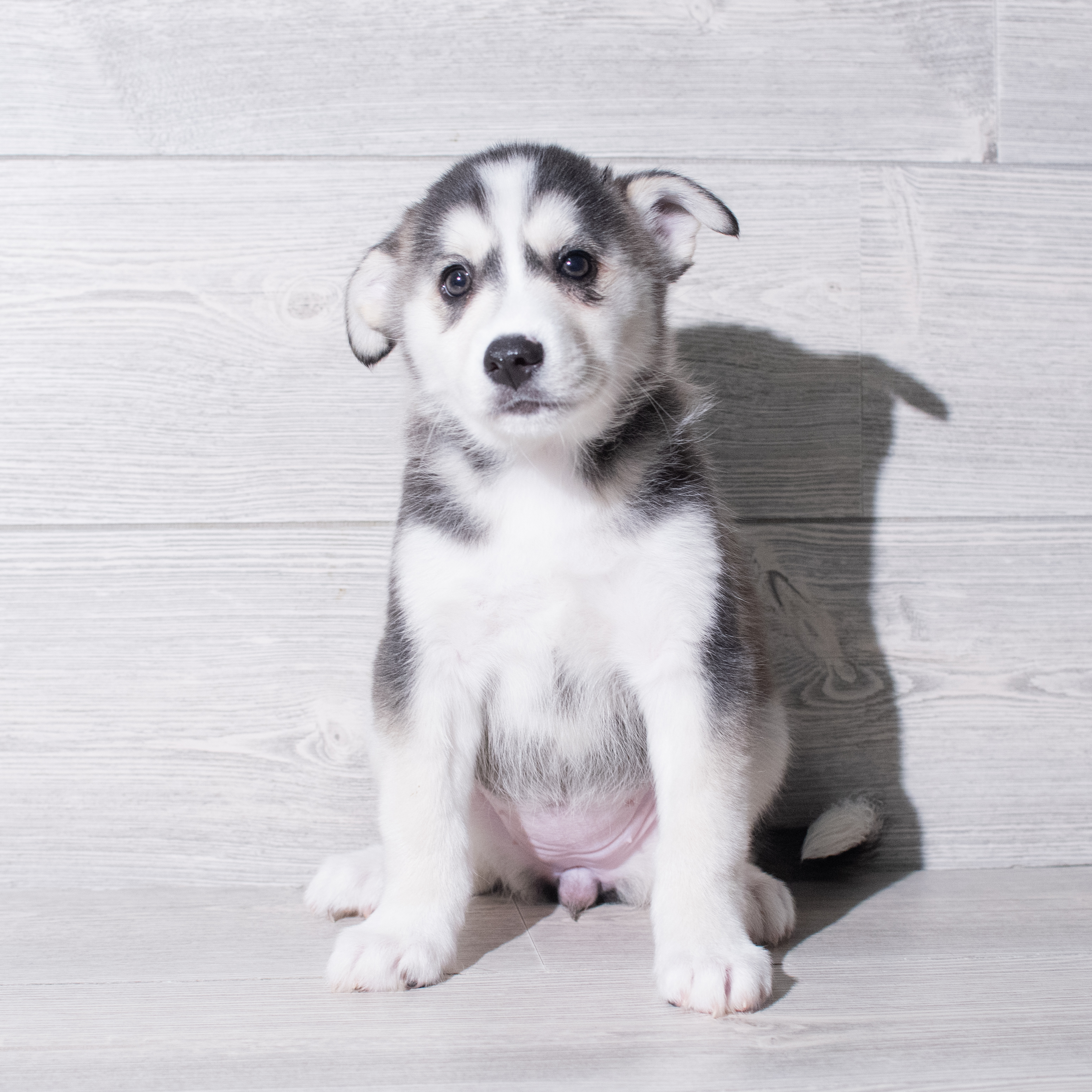 Huskimo (F) 5295 Image #1