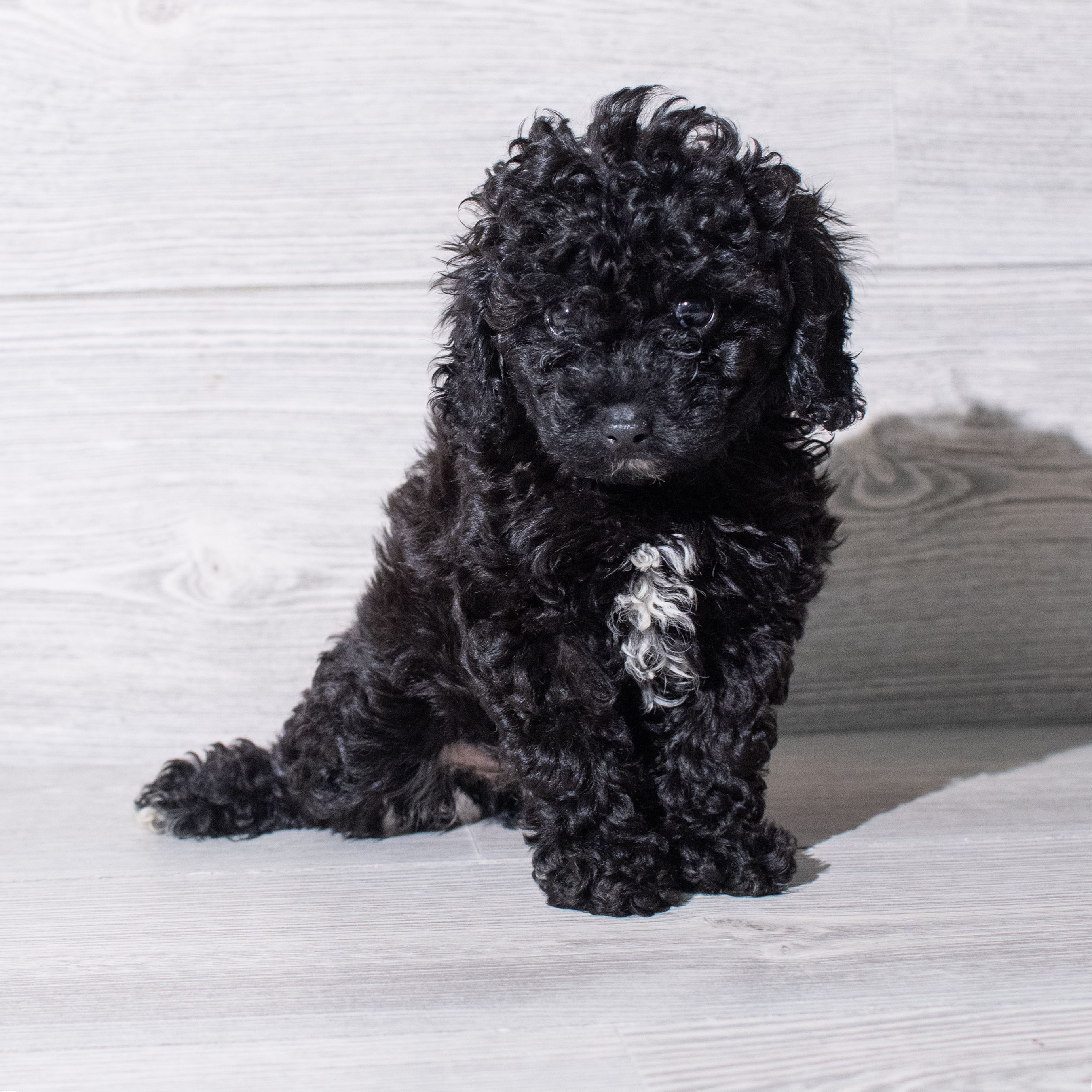 Poodle (F) 5310 Image #1